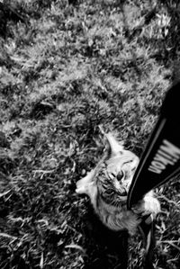 High angle view of cat by plants