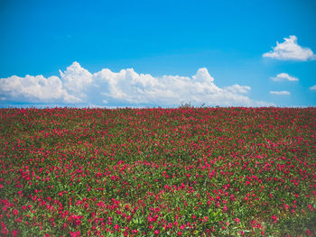 Scenic view of flowering plants on land against sky