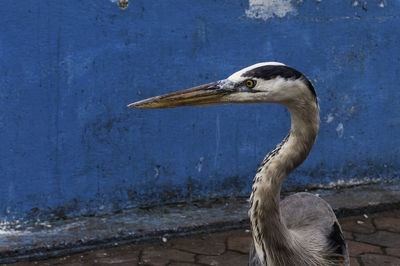 Closeup of heron with a lot of attitude at a fish market on the galapagos island of santa cruz.