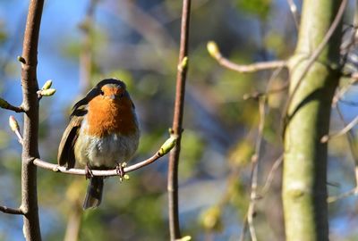 Close-up of bird perching on branch