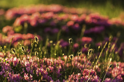 Close-up of pink flowering plants on field in rodnei mountains 