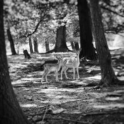 View of deer on tree trunk in forest