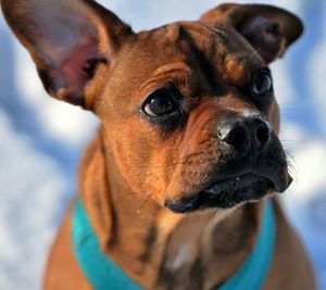 Close-up portrait of dog