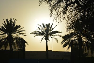 Low angle view of silhouette palm trees against sky at sunset