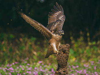 Close-up of bird perching on field