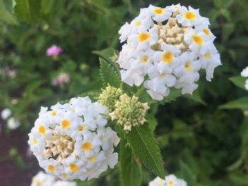 Close-up of white flowers