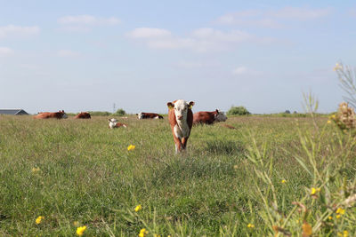 Cows standing in field