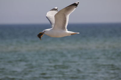 Seagulls flying over sea