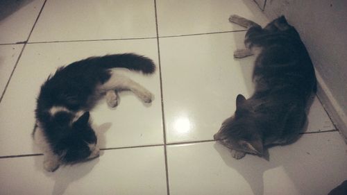 High angle view of cats on tiled floor