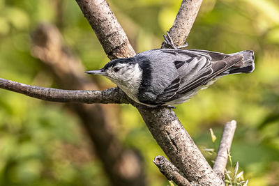 Close-up of a bird perching on a branch