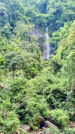 Scenic view of forest