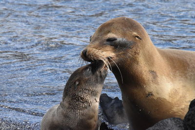 Close-up of ducks by sea
