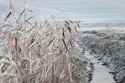 Close-up of water on beach