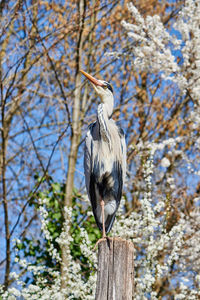 Low angle view of bird perching on tree