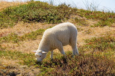 Sheep at ellenbogen beach - sylt