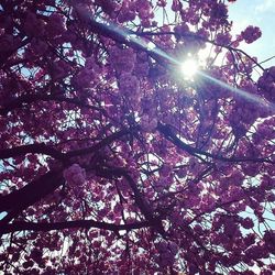 Low angle view of trees against sky