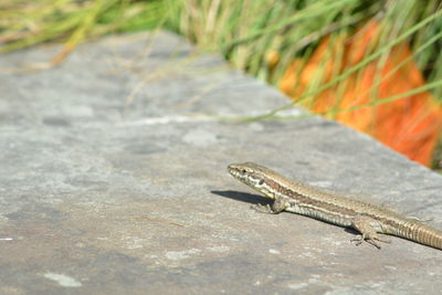 Close-up of a lizard on the road