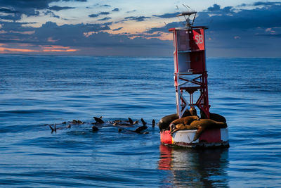 Seagull on sea against sky during sunset