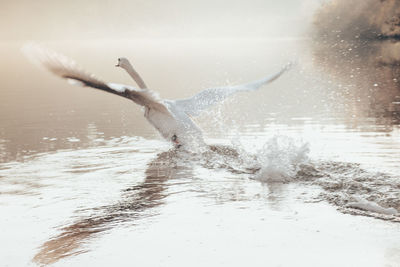 Close-up of swan taking off