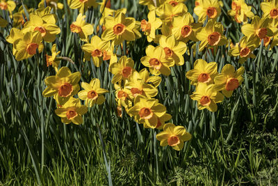 Close-up of yellow flowering plants on field