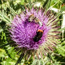 Close-up of insect on flower
