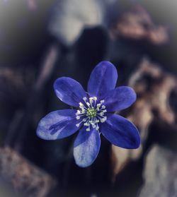 Close-up of purple flowering plant