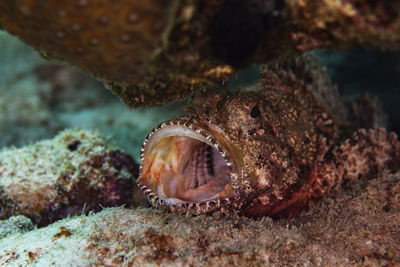 A scorpionfish under the rocks in bonaire, the netherlands.