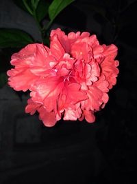 Close-up of pink flowers