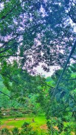 Low angle view of trees in forest