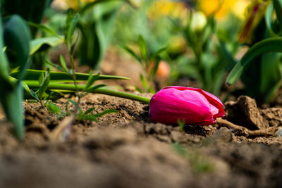 Close-up of pink flower on land