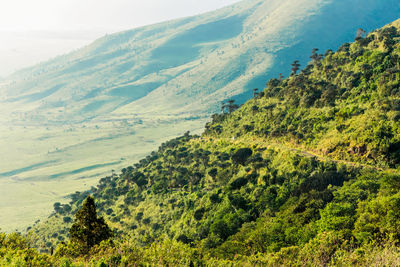 High angle view of trees on landscape against sky