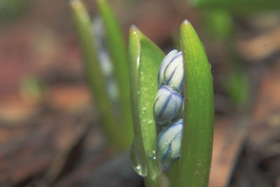 Close-up of green grass