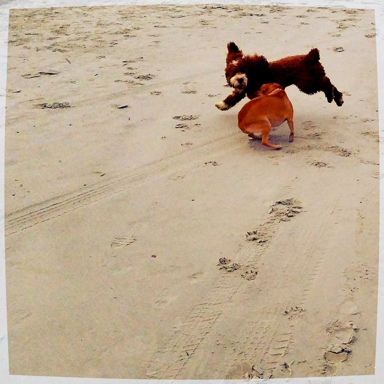 DOG RESTING ON SAND