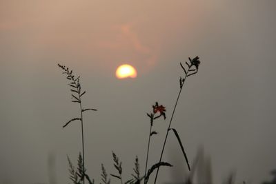 Close-up of plants against sky at sunset