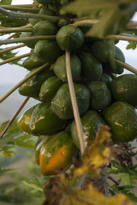 Close-up of grapes