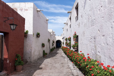 Narrow alley framed by red flowers amidst buildings in city arequipa peru 