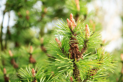 Close-up of pine needles