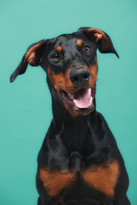 Close-up of black dog against blue background
