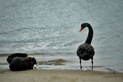 Black swan on the beach