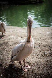 View of pelican on lakeshore