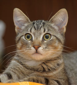 Close-up portrait of a cat