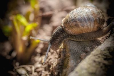 Close-up of snail