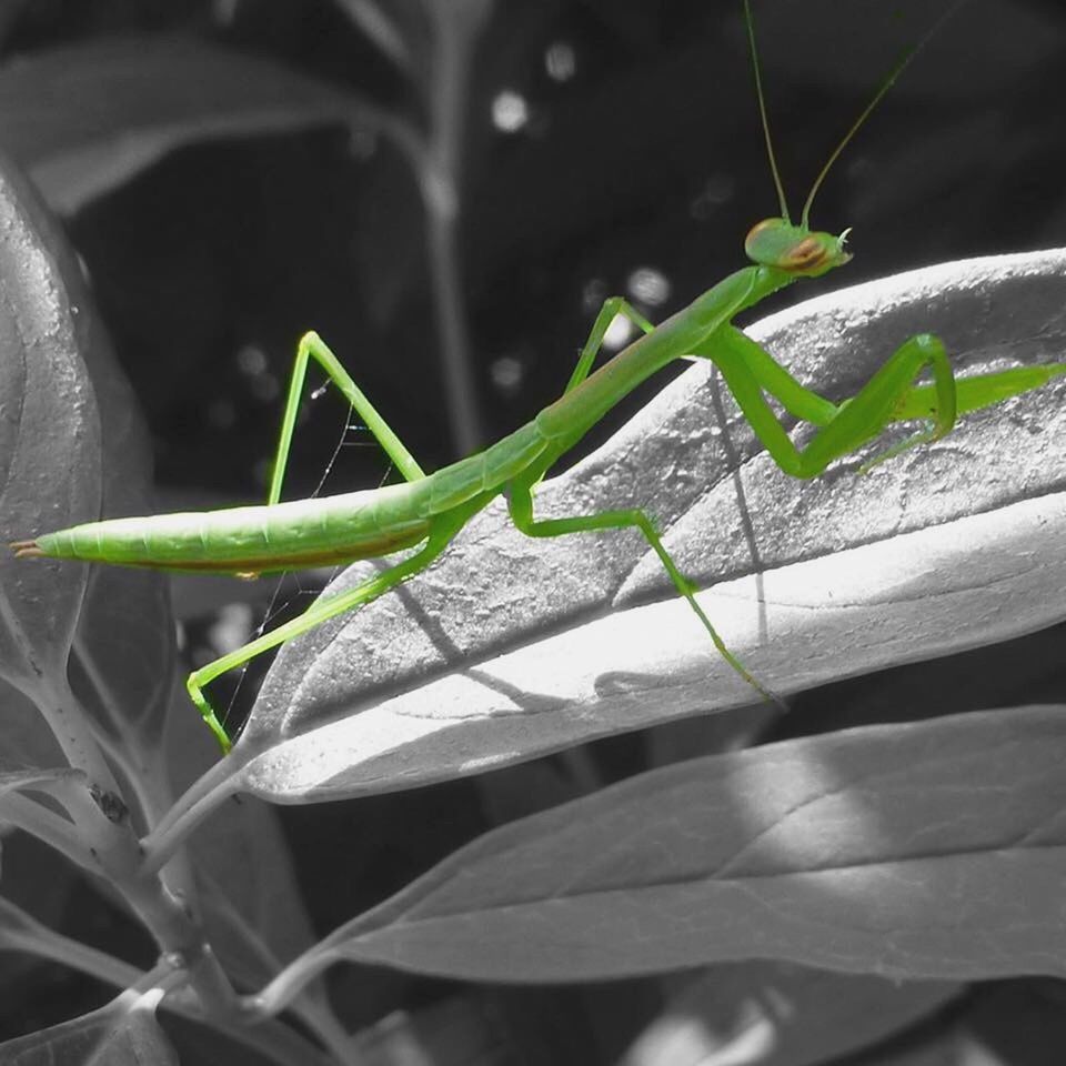 CLOSE-UP OF INSECT