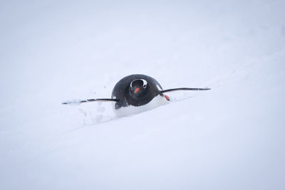 Gentoo penguin descending snowy slope on belly