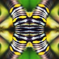 Close-up of butterfly