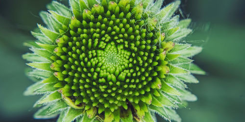 Close-up of sunflower