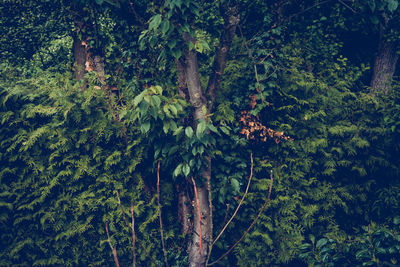 Plants growing in forest