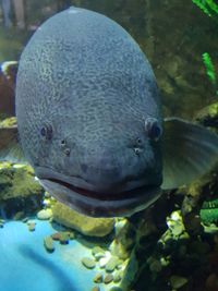 Close-up of fish swimming in sea