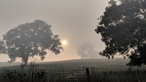 Trees on field against sky during sunset