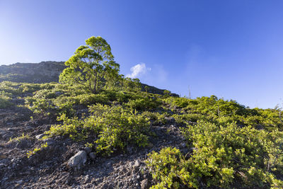 Scenic view of tree mountains against clear sky